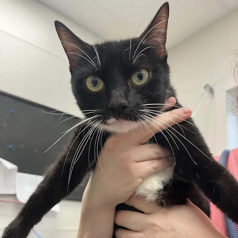 An adult medium-sized female Black Domestic Short Hair cat named Mia for adoption in Columbiana, AL