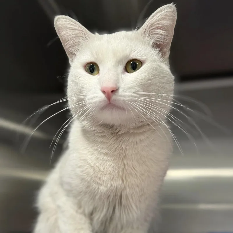 Fairbanks thumbnail 4