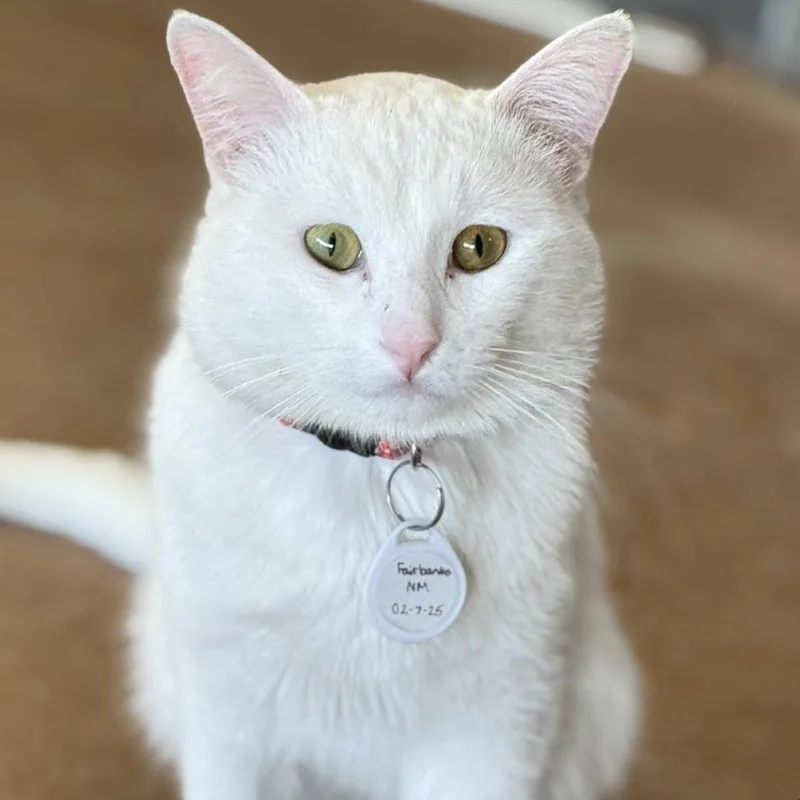 Fairbanks thumbnail 5