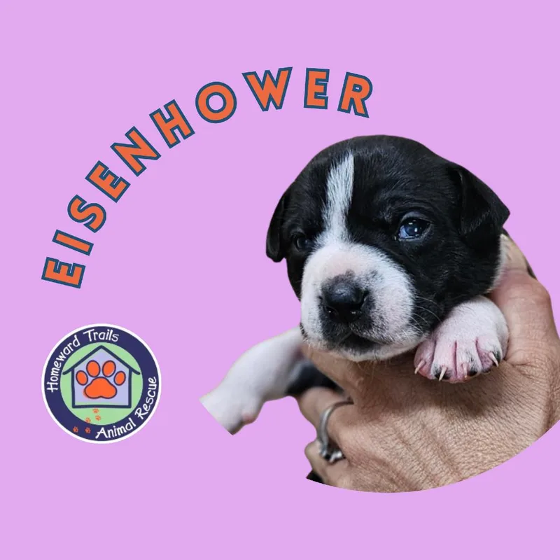A baby medium-sized male Black Labrador Retriever dog named Goldieloxx Pup Eisenhower for adoption in Fairfax Station, VA