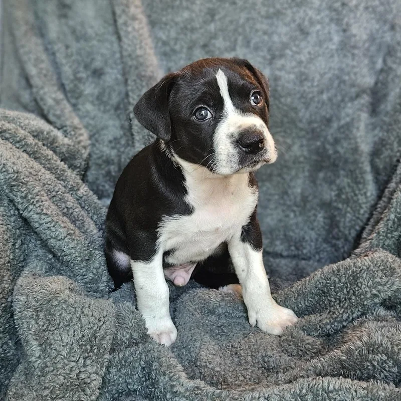Goldieloxx Pup Eisenhower thumbnail 2