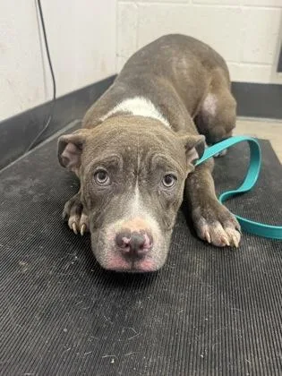 A young medium-sized male Gray / Blue / Silver Pit Bull Terrier dog named Blazer for adoption in Cleveland, OH