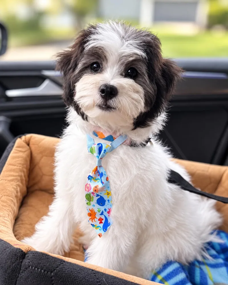 A baby small-sized male Havanese dog named Marshall for adoption in Union Grove, WI