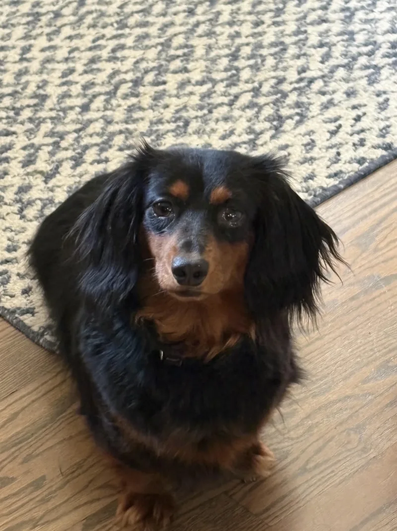 An adult small-sized female Black Dachshund (Long Haired) dog named Clementine for adoption in Orland Park, IL
