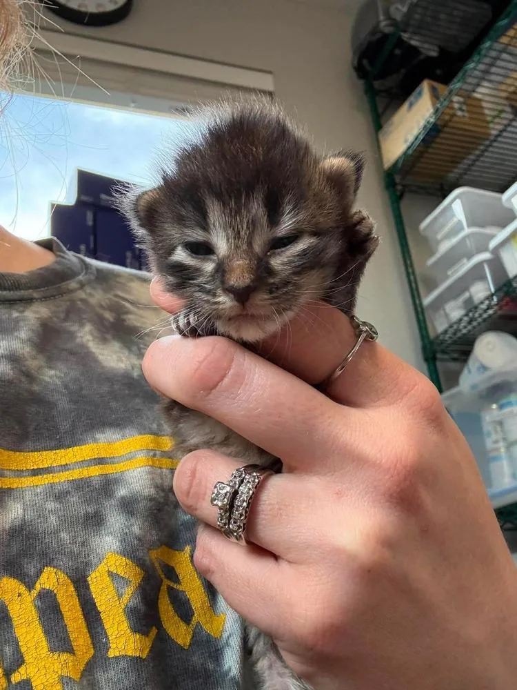 A baby medium-sized female Domestic Short Hair cat named Platinum for adoption in Bolivar, MO