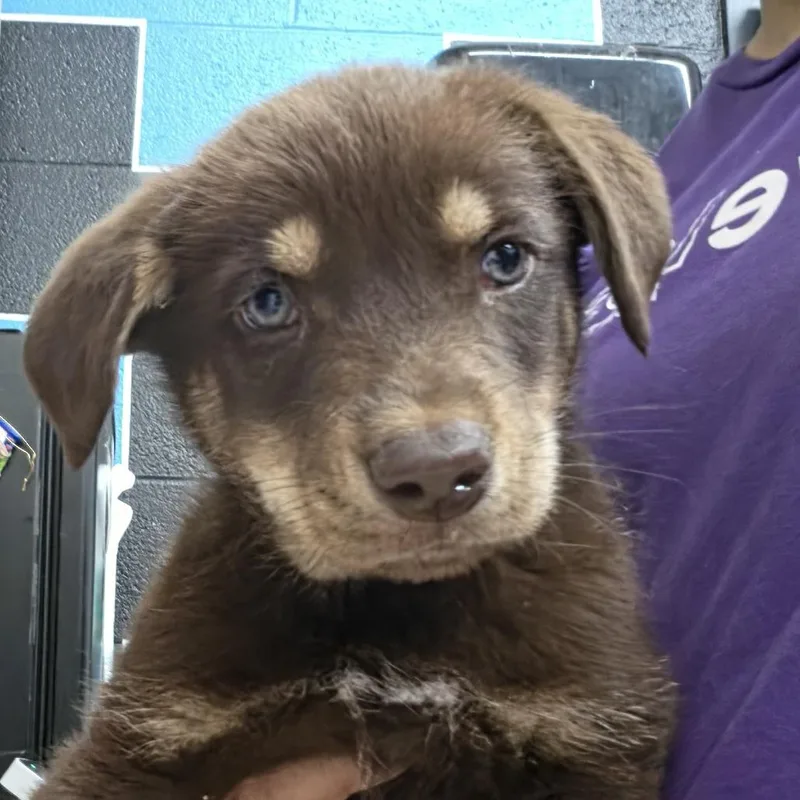 A baby small-sized male Brown / Chocolate Mixed Breed dog named Tucker for adoption in Ardmore, OK