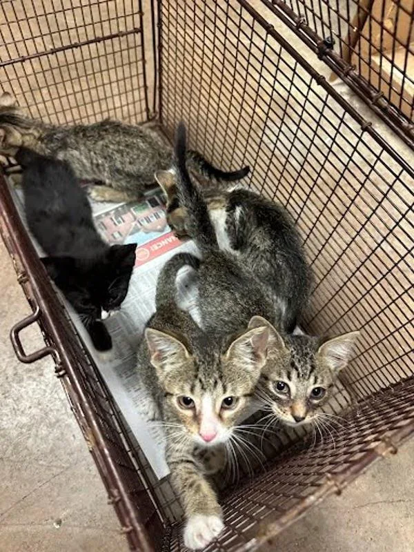 A baby small-sized male Domestic Short Hair cat named Clove for adoption in Austin, TX