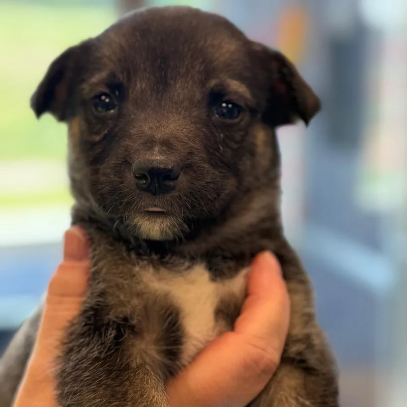 A baby medium-sized female Brown / Chocolate Hound dog named Peoria for adoption in Madisonville, TN