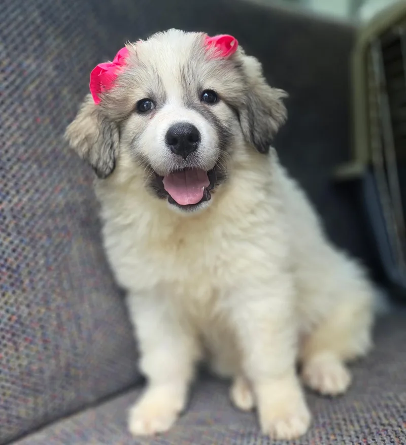 A baby large-sized female Great Pyrenees dog named Penny for adoption in Gilbert, SC