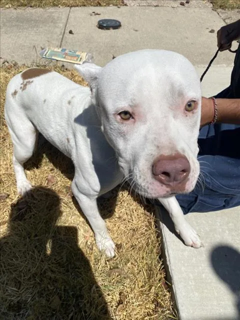 A young large-sized female Mixed Breed dog named Ivy for adoption in Dallas, TX