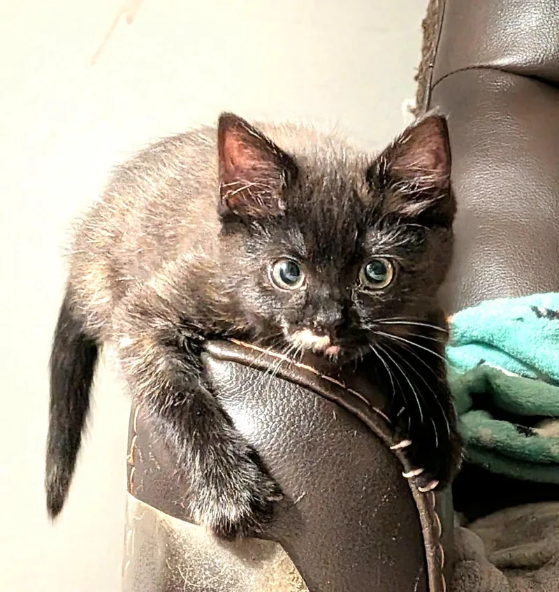 A baby small-sized female Domestic Short Hair cat named Soup Hart for adoption in Somerset, KY