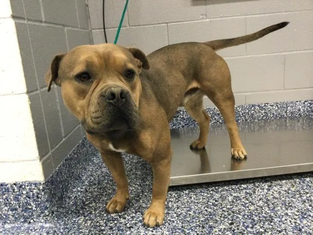 A young medium-sized male American Bulldog dog named Ty for adoption in Thousand Palms, CA