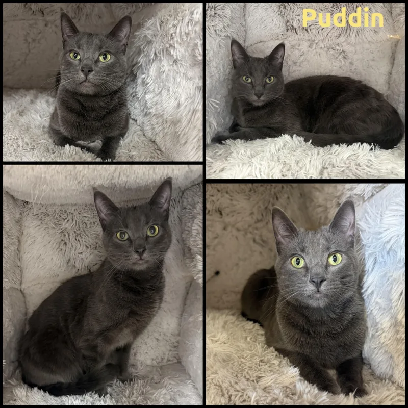 A young medium-sized male Gray / Blue / Silver Domestic Short Hair cat named Puddin for adoption in Louisville, KY