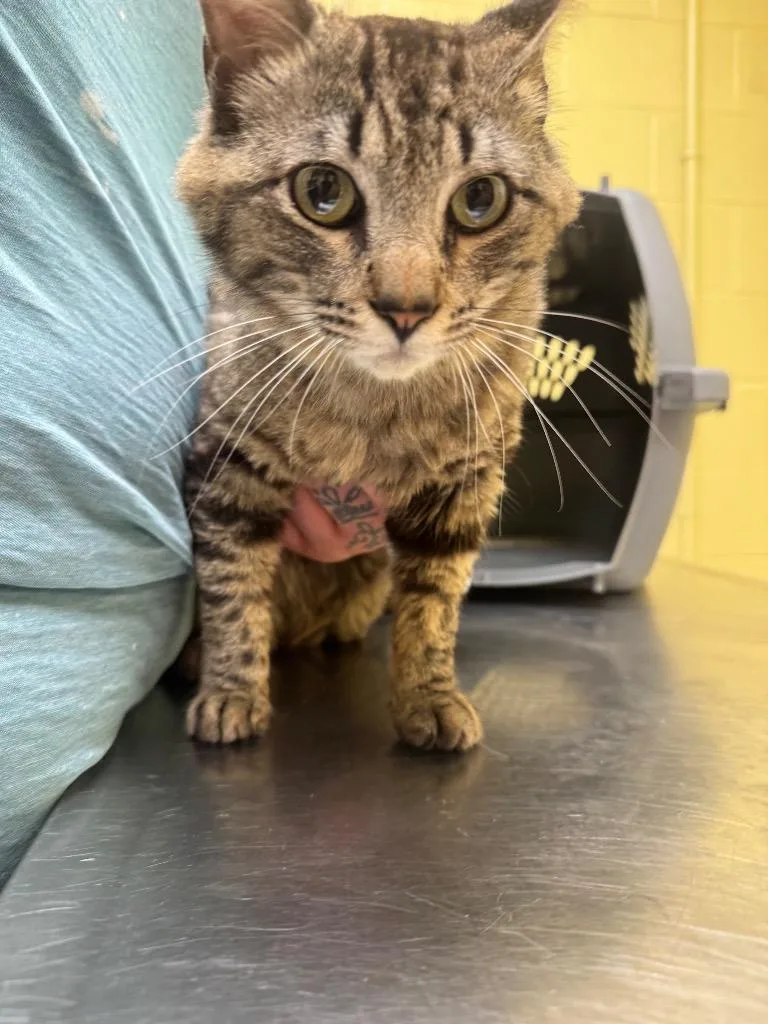 A young medium-sized male Domestic Short Hair cat named Porkypine for adoption in Crossville, TN