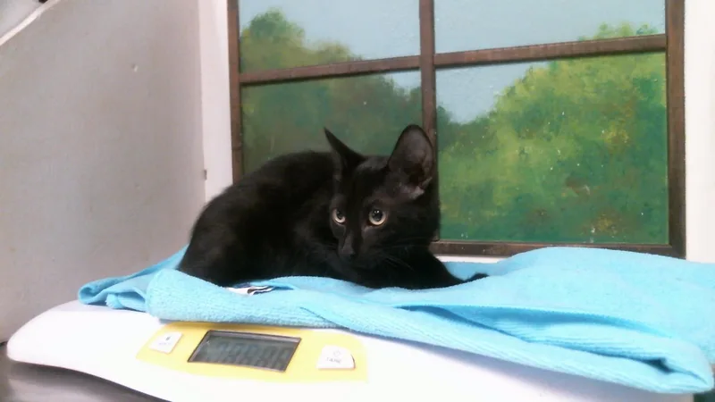 A baby small-sized male Domestic Short Hair cat named Rosty for adoption in Houston, TX