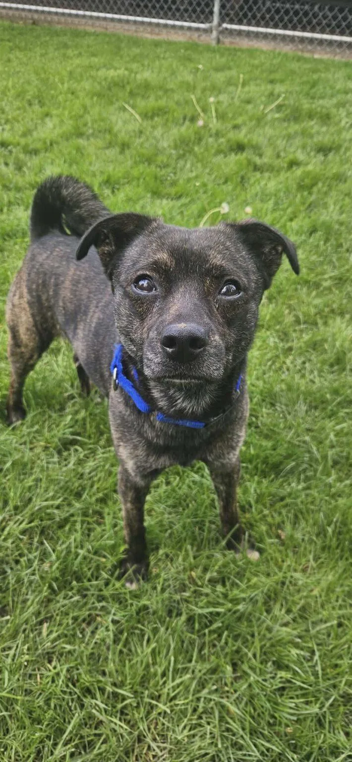 An adult small-sized male Brindle Pug dog named Marcus for adoption in New Castle, PA