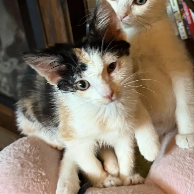 A baby medium-sized female Calico Domestic Short Hair cat named Patches for adoption in Pocatello, ID