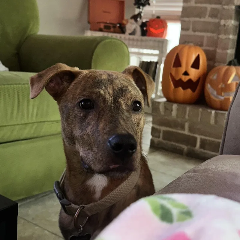 A baby medium-sized male Brindle Plott Hound dog named Stevie for adoption in Humble, TX