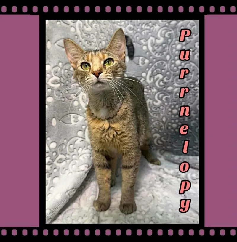 A young small-sized female Domestic Short Hair cat named Purrnelopy for adoption in Jacksonville, IL