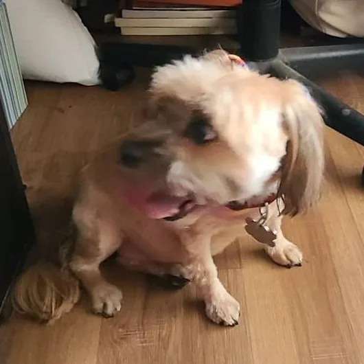 Chewy And Winnie thumbnail 2