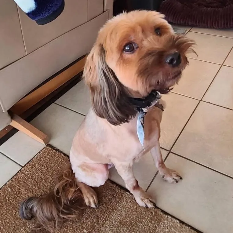 An adult small-sized female Apricot / Beige Yorkshire Terrier dog named Chewy And Winnie for adoption in Marana, AZ