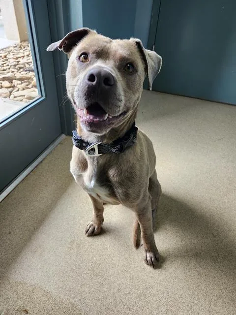 An adult medium-sized male Pit Bull Terrier dog named Bill for adoption in Newton, NC