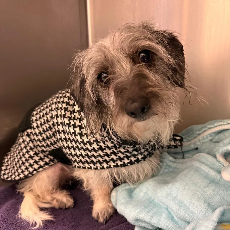 An adult small-sized female White / Cream Terrier dog named D Jackelyn for adoption in Charlottesville, VA