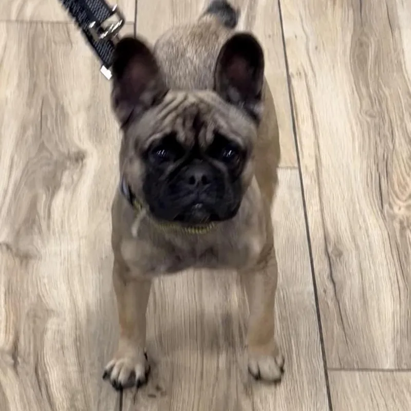An adult small-sized female Yellow / Tan / Blond / Fawn French Bulldog dog named Autumn for adoption in Newark, NJ