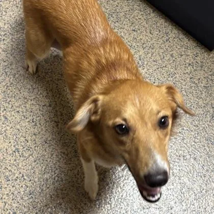 An adult medium-sized female Mixed Breed dog named Vivica for adoption in Merriam, KS