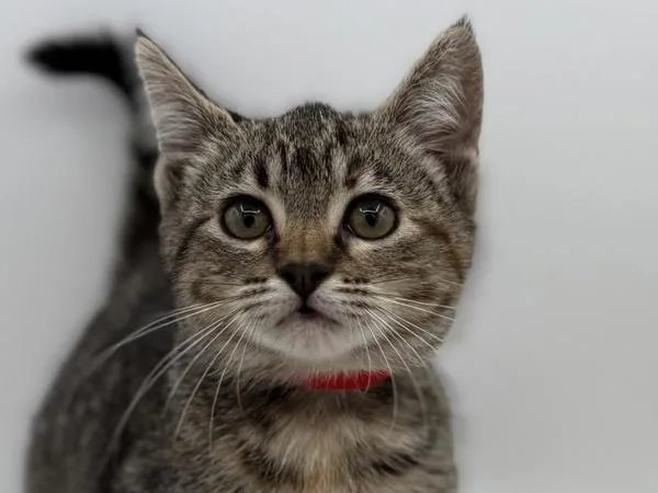 A baby small-sized female Domestic Short Hair cat named Kendall for adoption in Portland, OR
