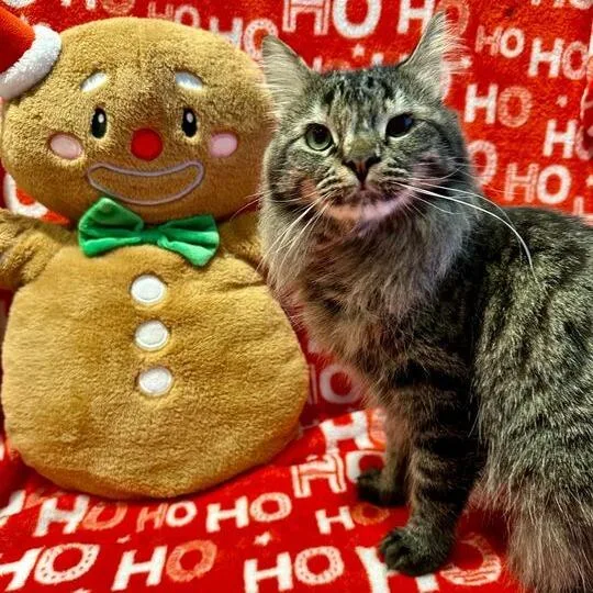 An adult medium-sized female Brown / Chocolate Domestic Long Hair cat named Babycakes for adoption in Matteson, IL