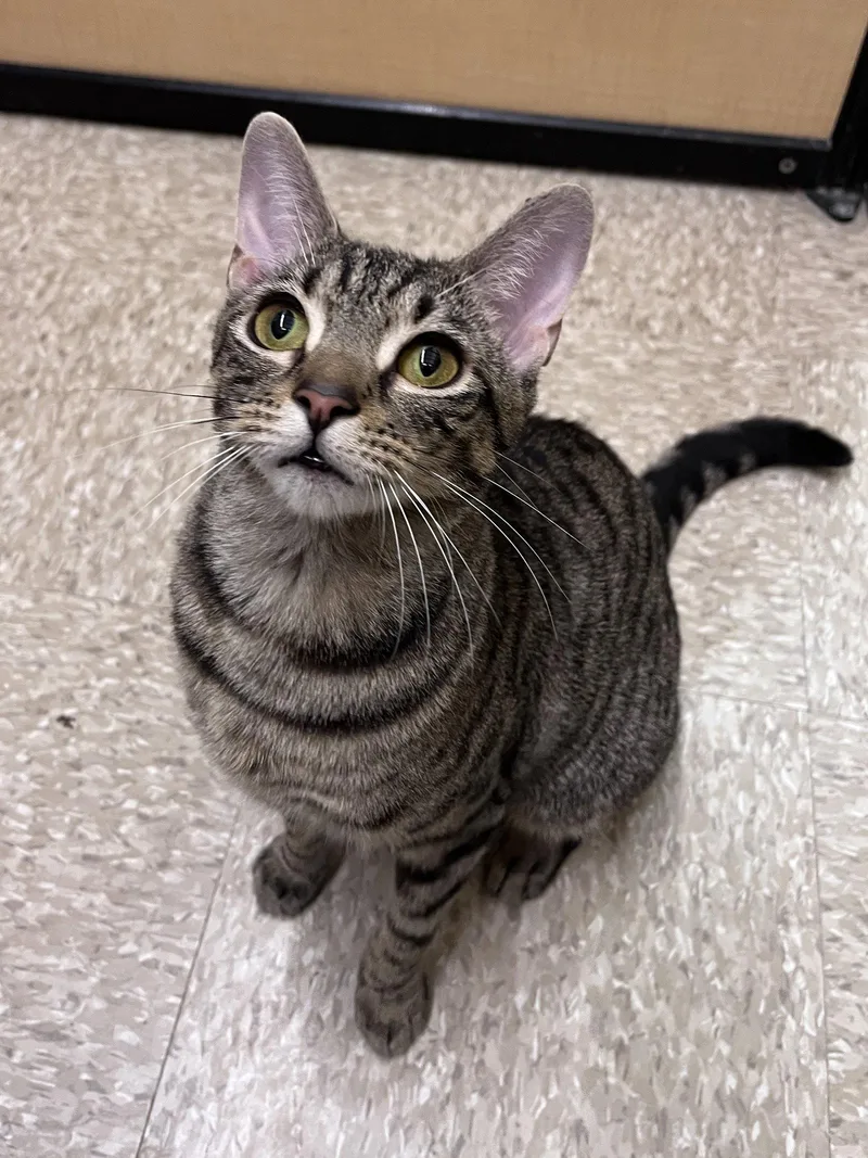 An adult medium-sized female Domestic Short Hair cat named Nadine Rps for adoption in Rockaway, NJ