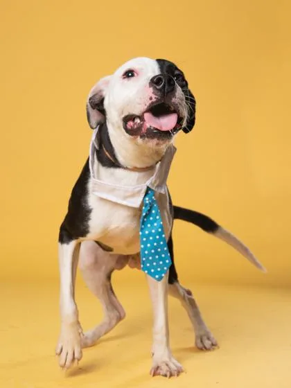 A young medium-sized male Pit Bull Terrier dog named Anderson for adoption in Atlanta, GA