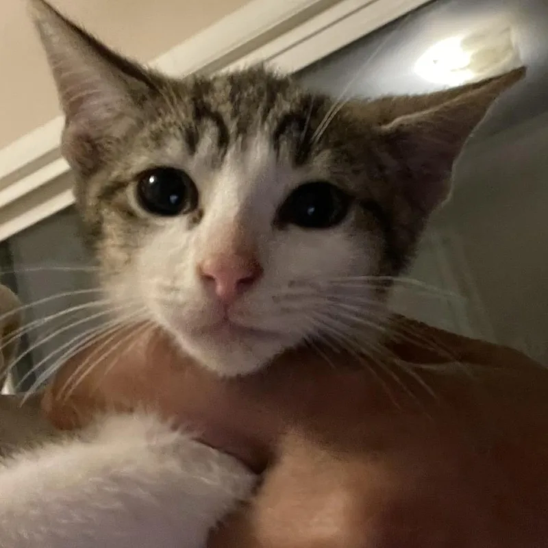 A baby small-sized female Gray / Blue / Silver Domestic Short Hair cat named Diana for adoption in Bel Air, MD