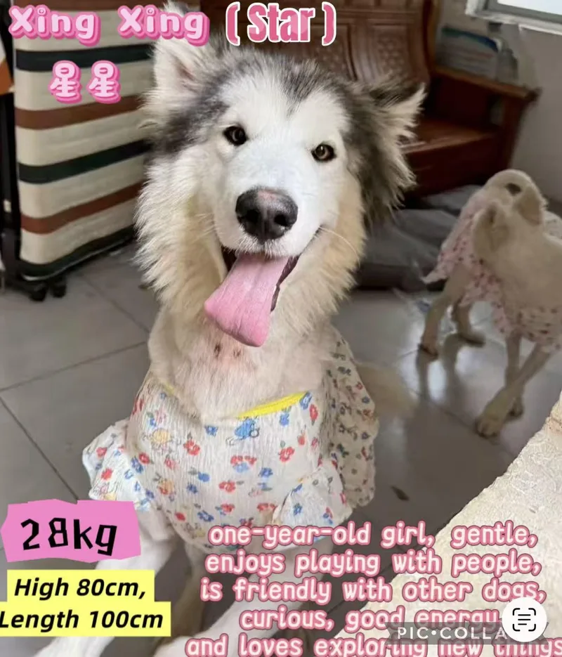 A young large-sized female Alaskan Malamute dog named China Star for adoption in Tucson, AZ