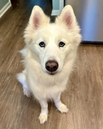 An adult medium-sized female Siberian Husky dog named Athena for adoption in Malvern, PA