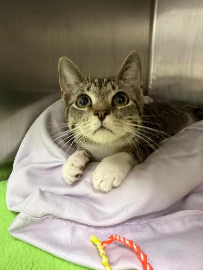 A baby medium-sized male Domestic Short Hair cat named Pepe for adoption in Pomona, NY
