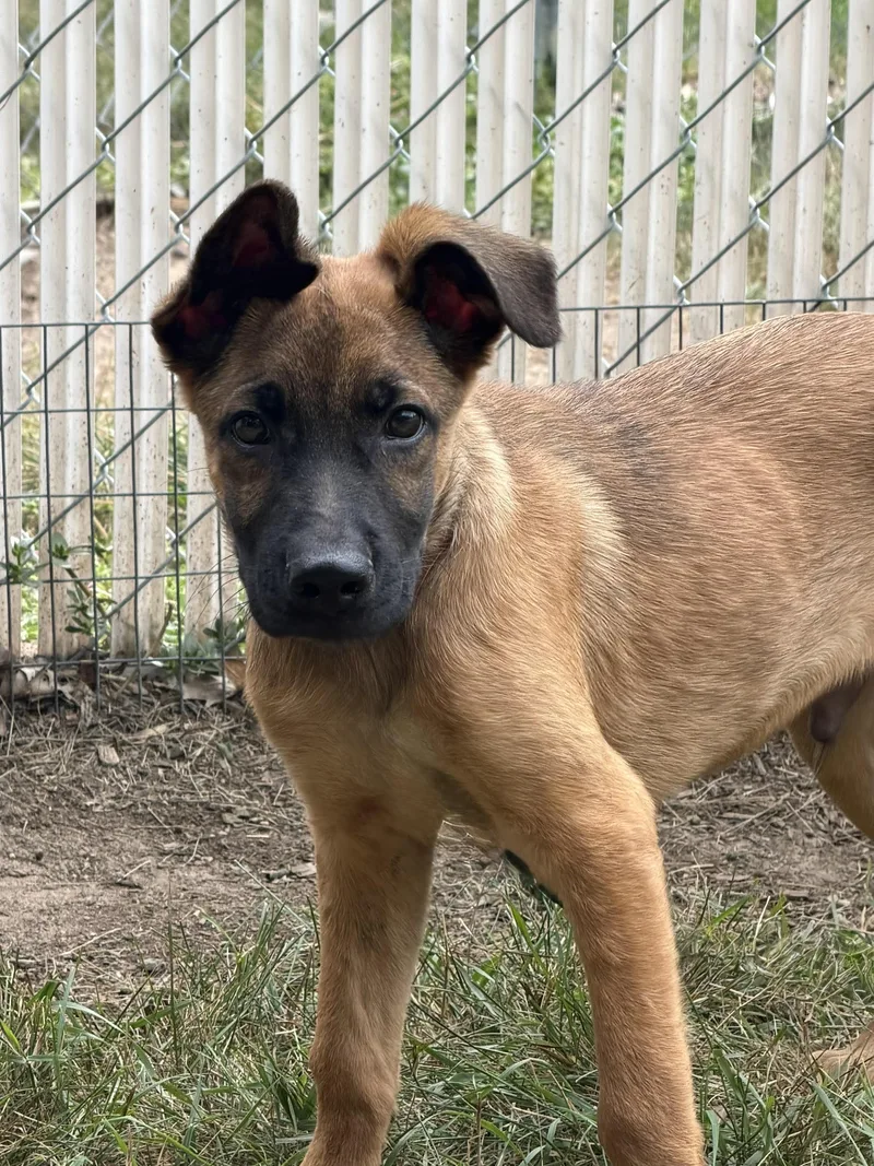 A baby medium-sized male Black German Shepherd Dog dog named Desi for adoption in Amery, WI