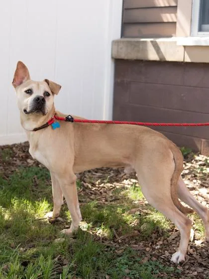 An adult large-sized male Mixed Breed dog named Potsticker for adoption in Chamblee, GA