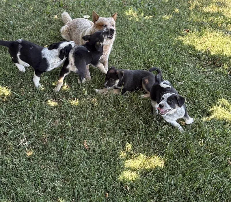 A baby medium-sized male Australian Cattle Dog / Blue Heeler dog named Puppies for adoption in Vacaville, CA