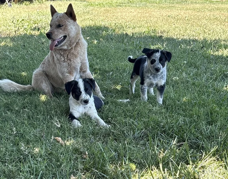 Puppies thumbnail 3
