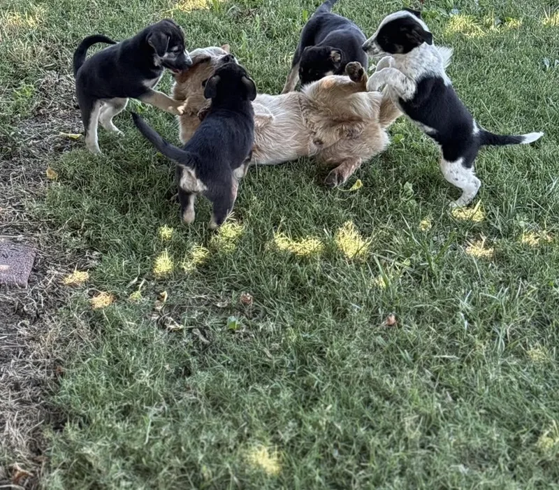 Puppies thumbnail 4