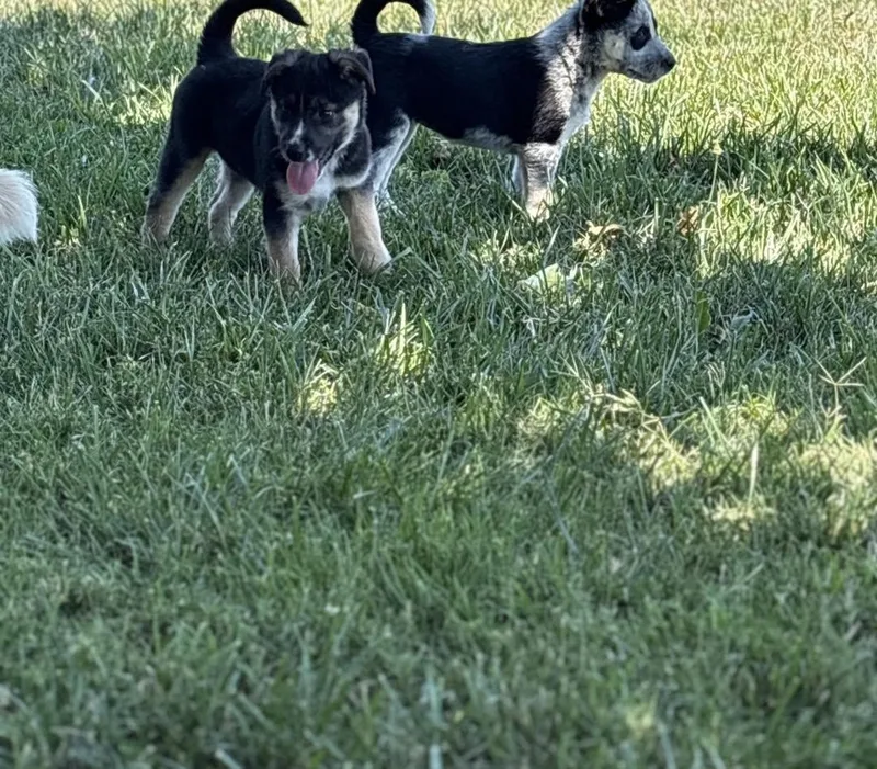 Puppies thumbnail 5