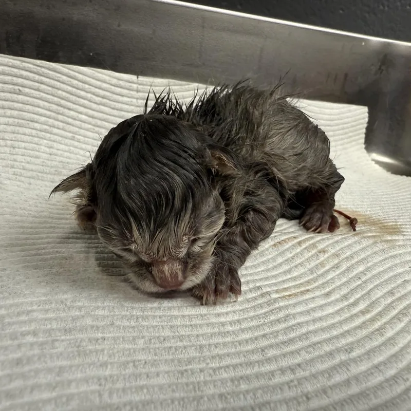 A baby small-sized male Gray / Blue / Silver Domestic Short Hair cat named Grover for adoption in Tuscaloosa, AL