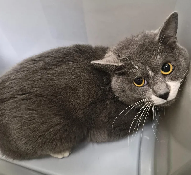 A young medium-sized male Domestic Short Hair cat named Sebastian for adoption in Christiansburg, VA