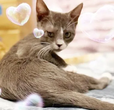 A baby medium-sized male Gray & White Domestic Short Hair cat named Ren J for adoption in North Highlands, CA