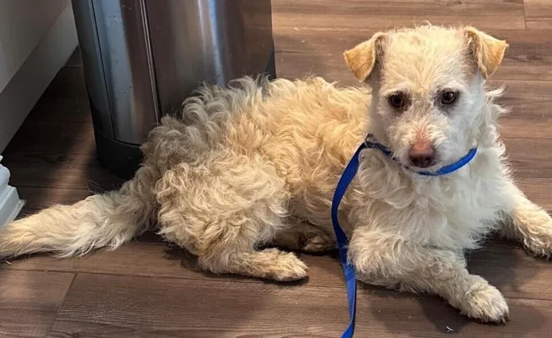 Paddles Aka Sherwin thumbnail 5