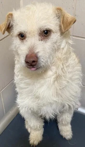 Paddles Aka Sherwin thumbnail 6