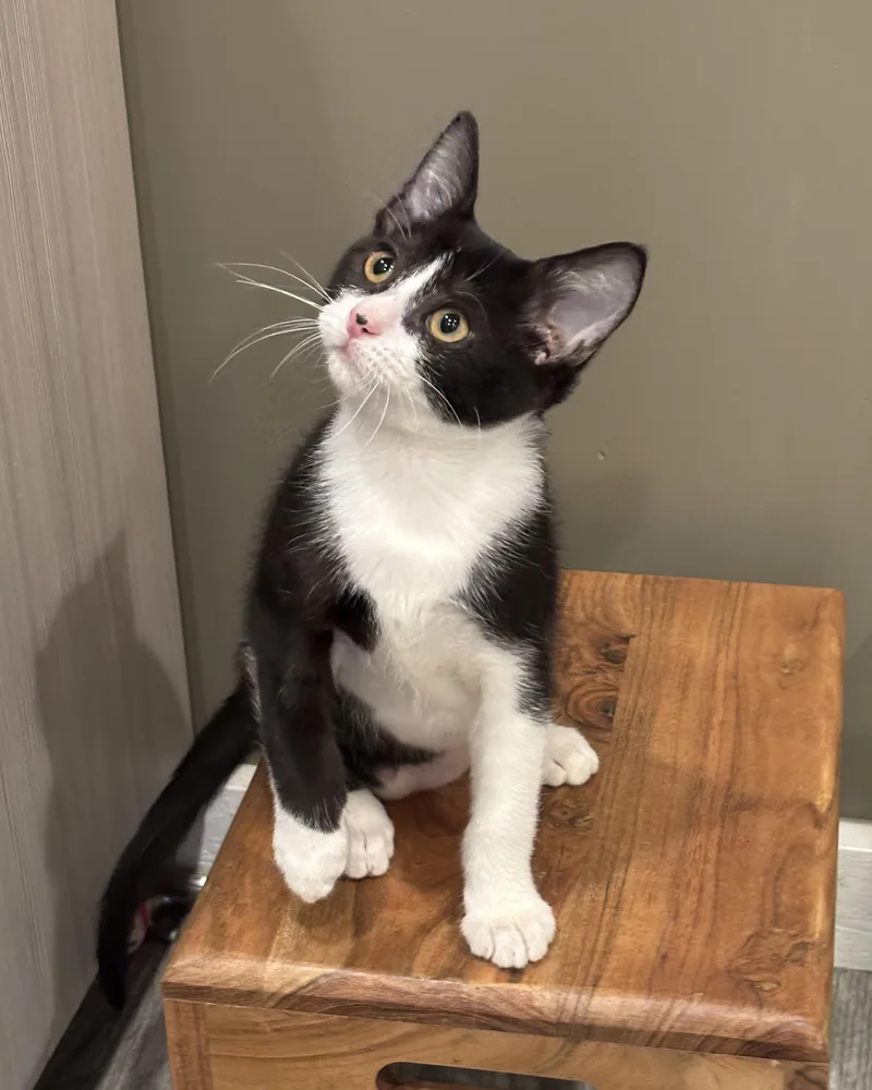 A baby medium-sized male Black & White / Tuxedo Domestic Short Hair cat named Figaro for adoption in Chicago, IL