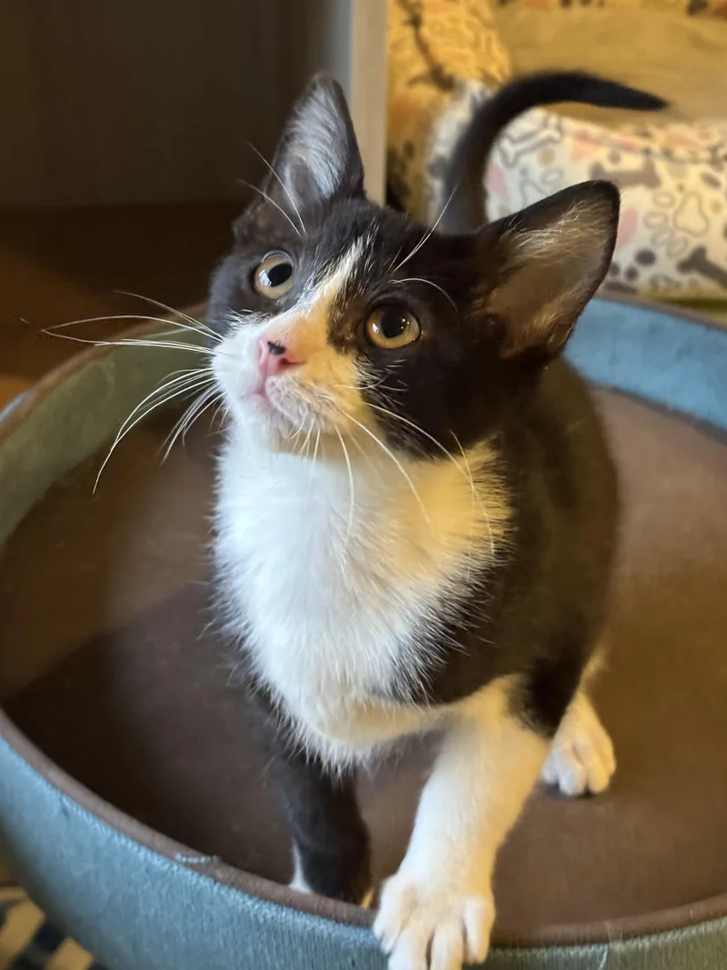 Figaro thumbnail 2